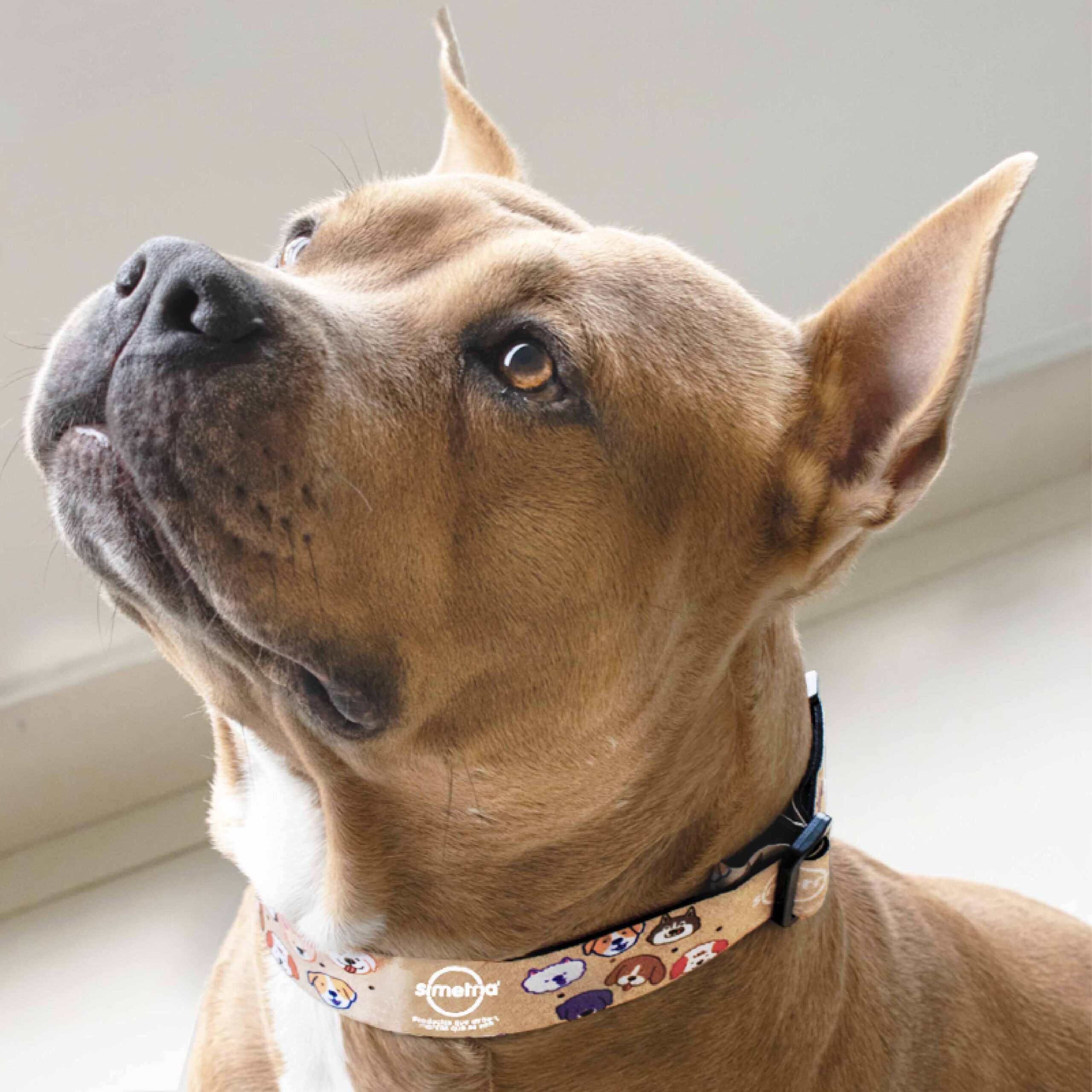 Perro luciendo un collar decorativo personalizado, ideal como regalo corporativo en la categoría de mascotas. Una forma creativa y emotiva de conectar tu marca con los amantes de los animales.